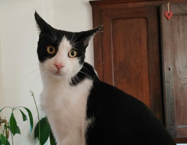 FELIX & SILVESTRO, pupi meravigliosi Foto 5